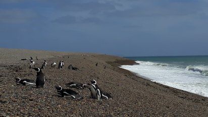 Puerto Madryn: ¿Dónde ver a los pingüinos más cerca?
