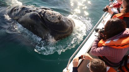 Puerto Madryn: el costo para el avistaje de ballena en temporada baja es de $ 95 mil y $ 47.500 para adultos y menores, respectivamente.