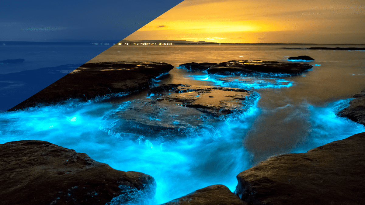 Descubre la hermosa playa de Oaxaca que brilla de noche