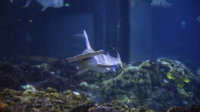 SeaWorld Orlando es el nuevo hogar de dos tiburones martillo.