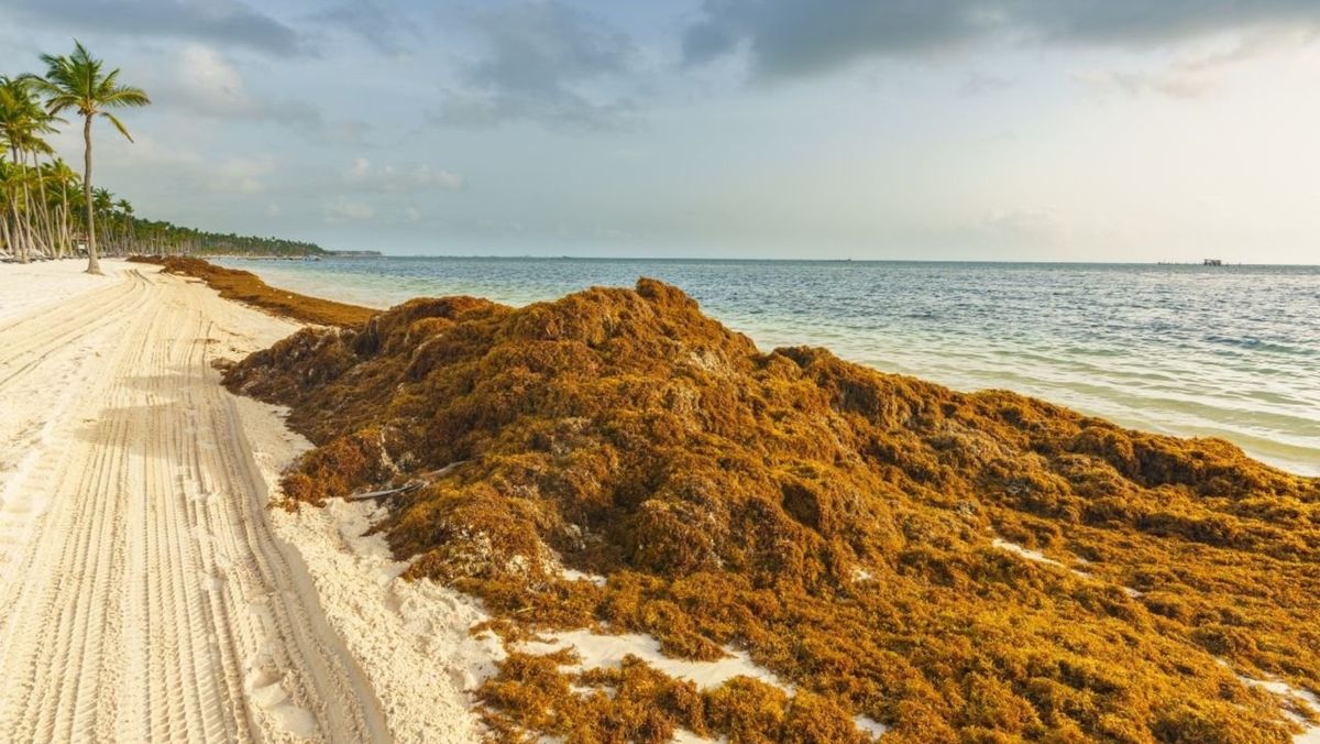 Vacaciones en el Caribe: el aumento de la temperatura de los océanos, genera la proliferación del sargazo en islas y playas.&nbsp;
