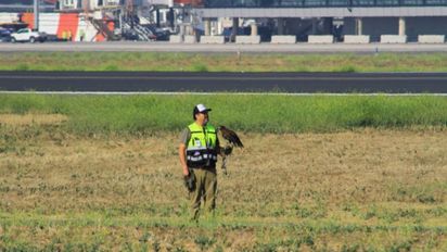 El plan de la DGAC para controlar aves 