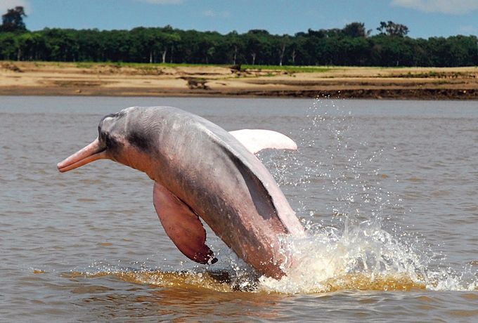 Los delfines rosados son característicos de la Amazonia.