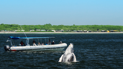 3 experiencias con animales en Puerto Vallarta