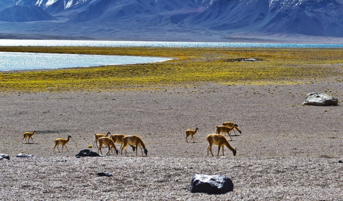 La Reserva Natural Laguna del Diamante es uno de los espacios naturales más increíbles de Argentina.