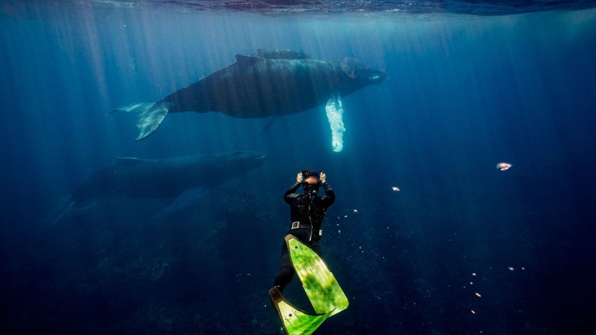 En República Dominicana es posible nadar con ballenas.