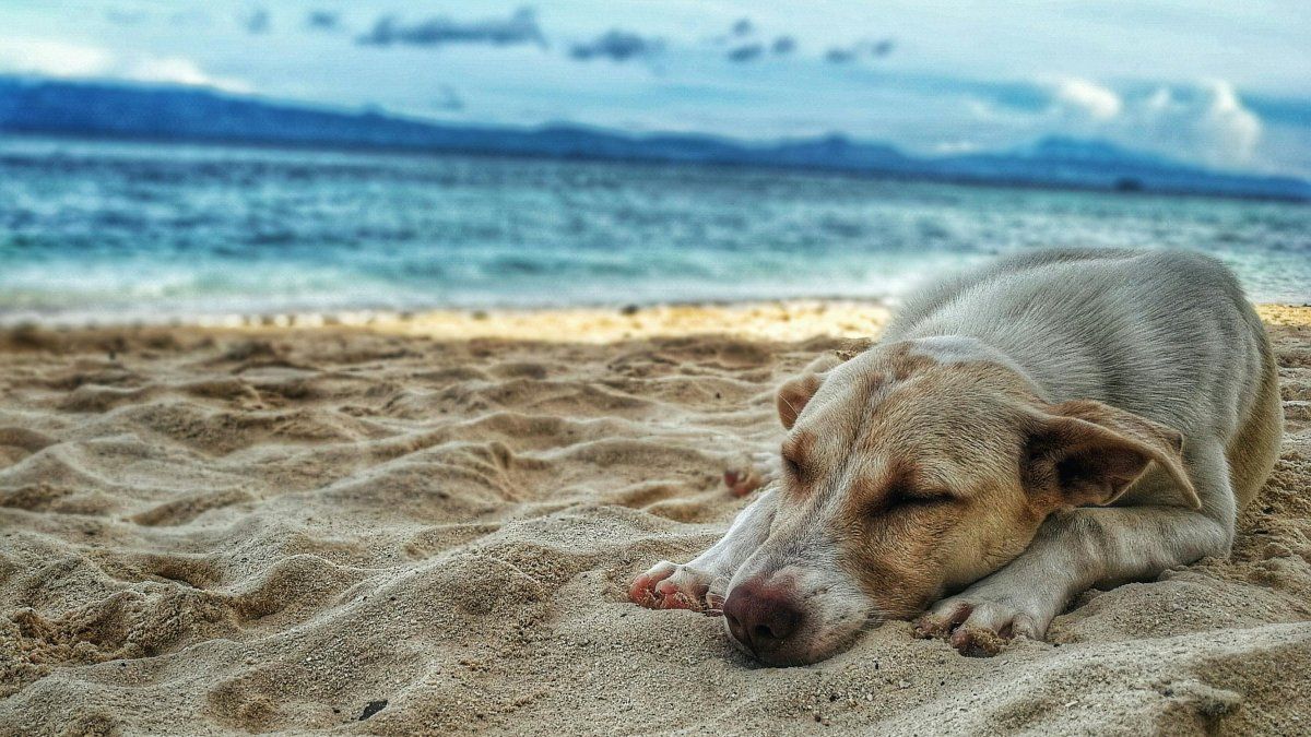 Escapadas cerca de Buenos Aires: cada vez más hoteles de la provincia tienen su sello de Pet Friendly.
