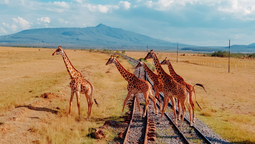 Estas recomendaciones para safaris te harán vivir una experiencia única en Kenia.