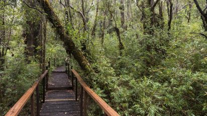 Desde Fedetur acusan que es un daño al turismo que parques como Alerce Cortero estén cerrados durante Fiestas Patrias.&nbsp; 