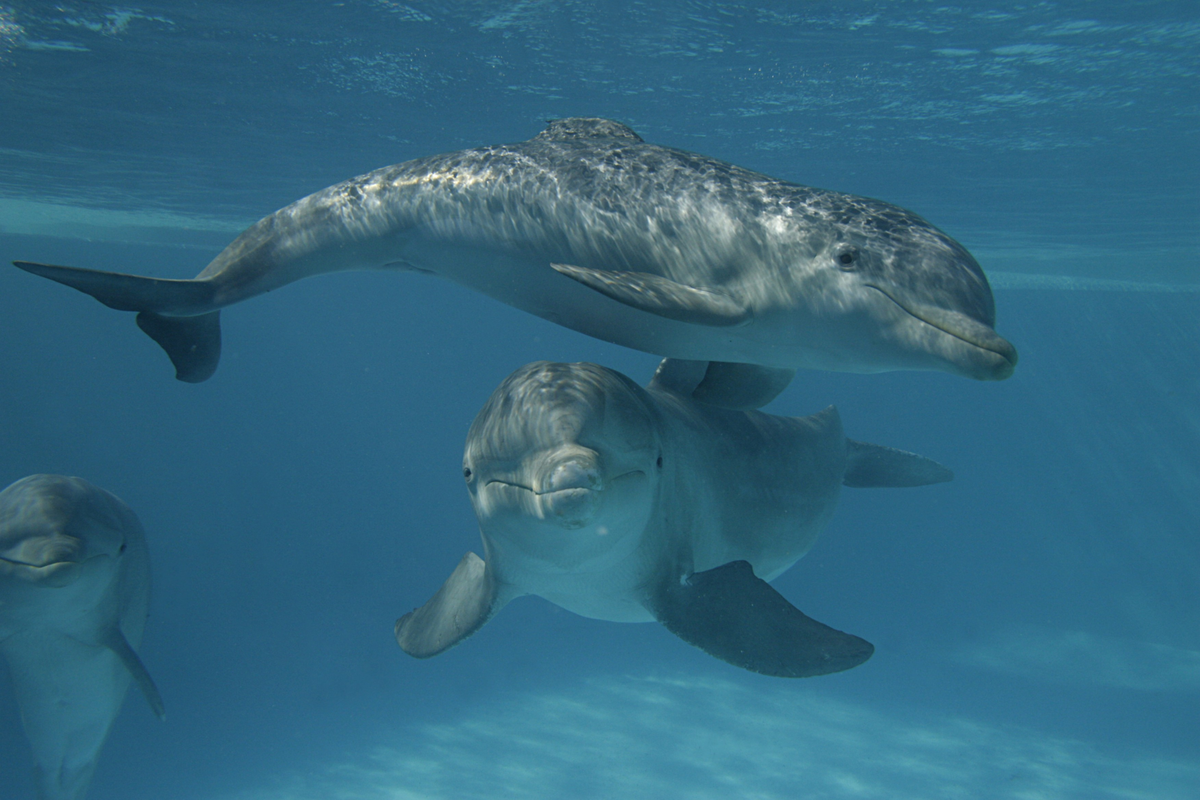 Los delfines de Aquarium en Mar del Plata son la principal razzón para visitar este parque este verano 2023.
