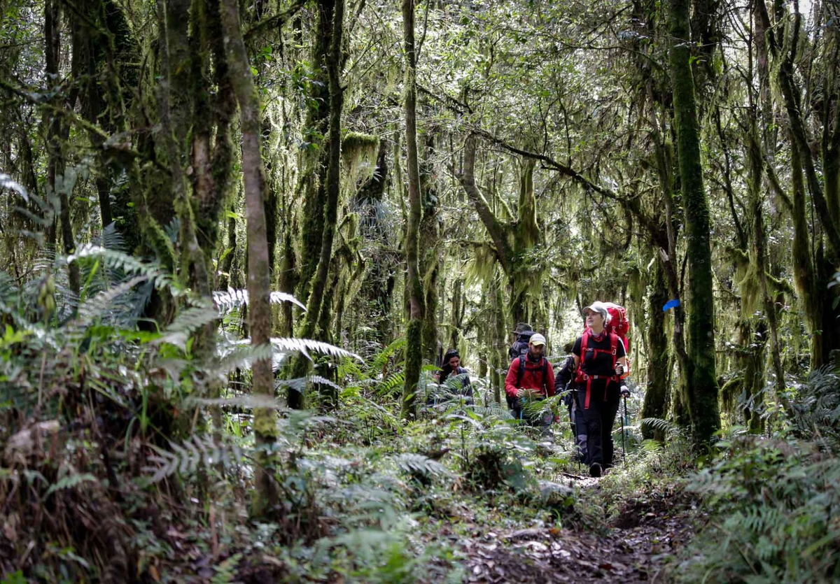 Vacaciones de invierno en Tucumán: el Parque Nacional Aconquija está compuesto por senderos que son un viaje a la naturaleza de la selva tucumana. Vacaciones de invierno en Tucumán: el Parque Nacional Aconquija está compuesto por senderos que son un viaje a la naturaleza de la selva tucumana.
