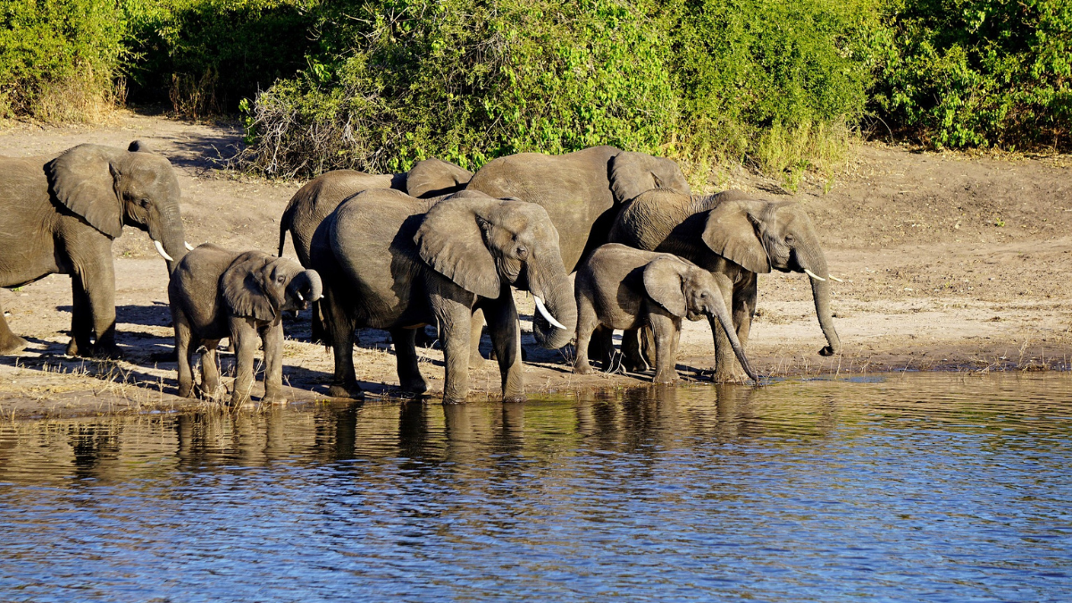 Desde el crucero fluvial podrás apreciar distintos animales, incluyendo elefantes.