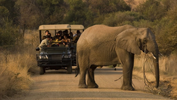 Descubre por qué elegir el Parque Nacional Pilanesberg para tus safaris en África.