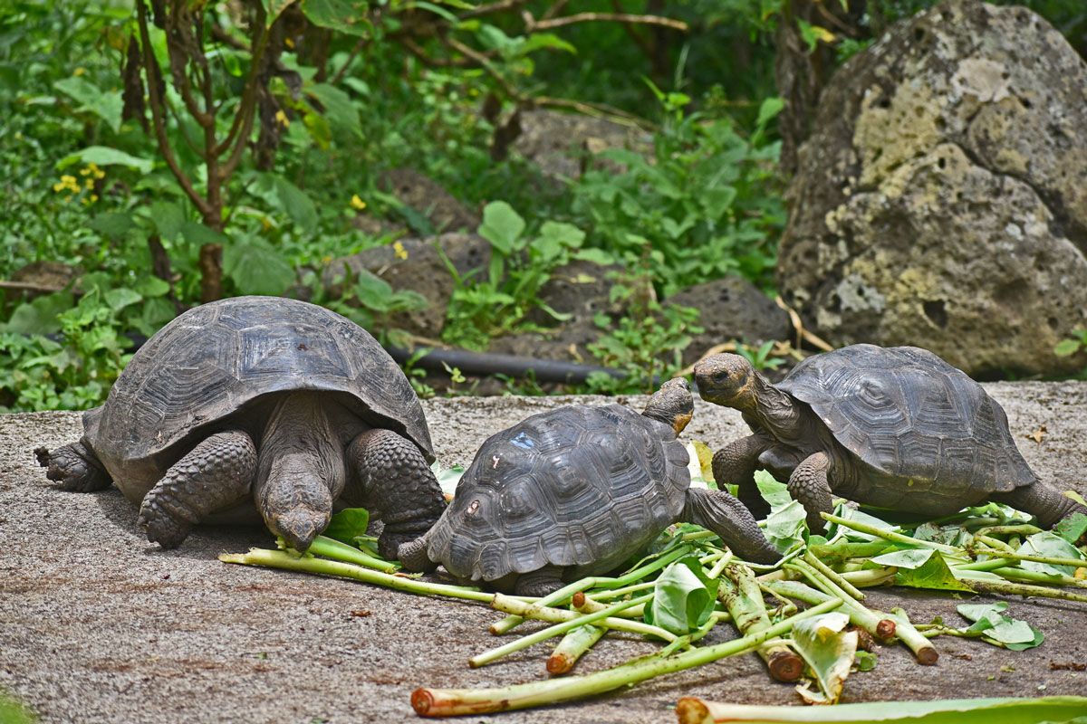 Las visitas al Centro de Crianza de Tortugas Gigantes David Rodríguez en San Cristóbal, Galápagos, ya son posibles tras la firma de un convenio. - Ladevi Medios y Soluciones Las visitas al Centro de Crianza de Tortugas Gigantes David Rodríguez en San Cristóbal, Galápagos, ya son posibles tras la firma de un convenio.
