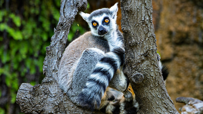 África: 5 cosas que vuelven único a Madagascar