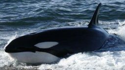 altText(Argentina: avistamiento de orcas en Península Valdés, Chubut)}
