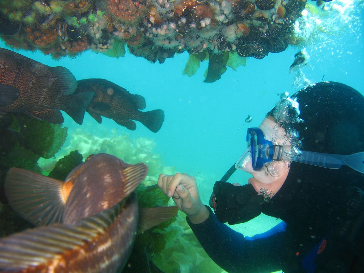 Semana Santa en Puerto Madryn: los bautismos submarinos son muy recomendados para disfrutar de una primera experiencia buceando. 