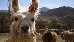 altText(¿Qué hacer en Jujuy durante las vacaciones de invierno?)}