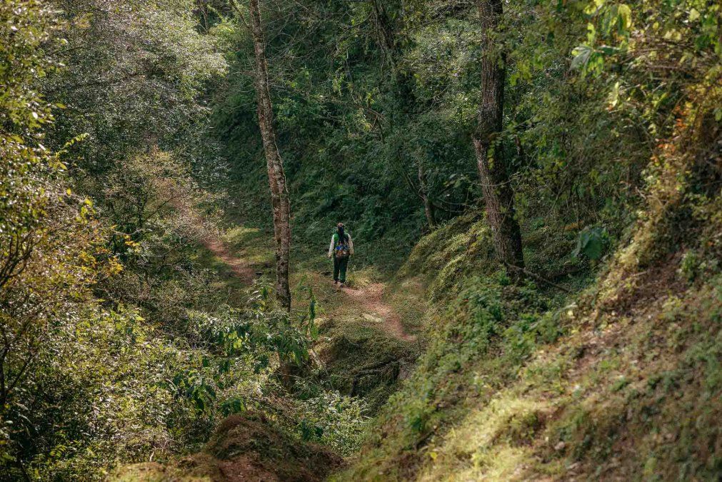 Argentina: Bosque del Cielo es uno de los principales senderos del Parque Nacional Calilegua y uno de los que mejor representa su enorme naturaleza. Argentina: Bosque del Cielo es uno de los principales senderos del Parque Nacional Calilegua y uno de los que mejor representa su enorme naturaleza.