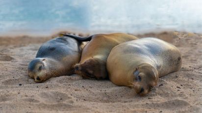 Galápagos: Ministerio de Ambiente cierra Playa Mann por violación de normas de visita