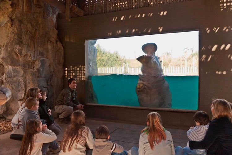 Las actividades de acercamientos a los hipopótamos, son una de las más esperadas por grandes y chicos.