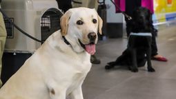 Aeropuerto de Santiago rompe récord de tránsito de mascotas con más de 22 mil animales en 2025.