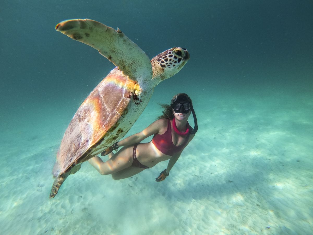 Bucear con tortugas es una de las tantas actividades que se pueden disfrutar en Barbados