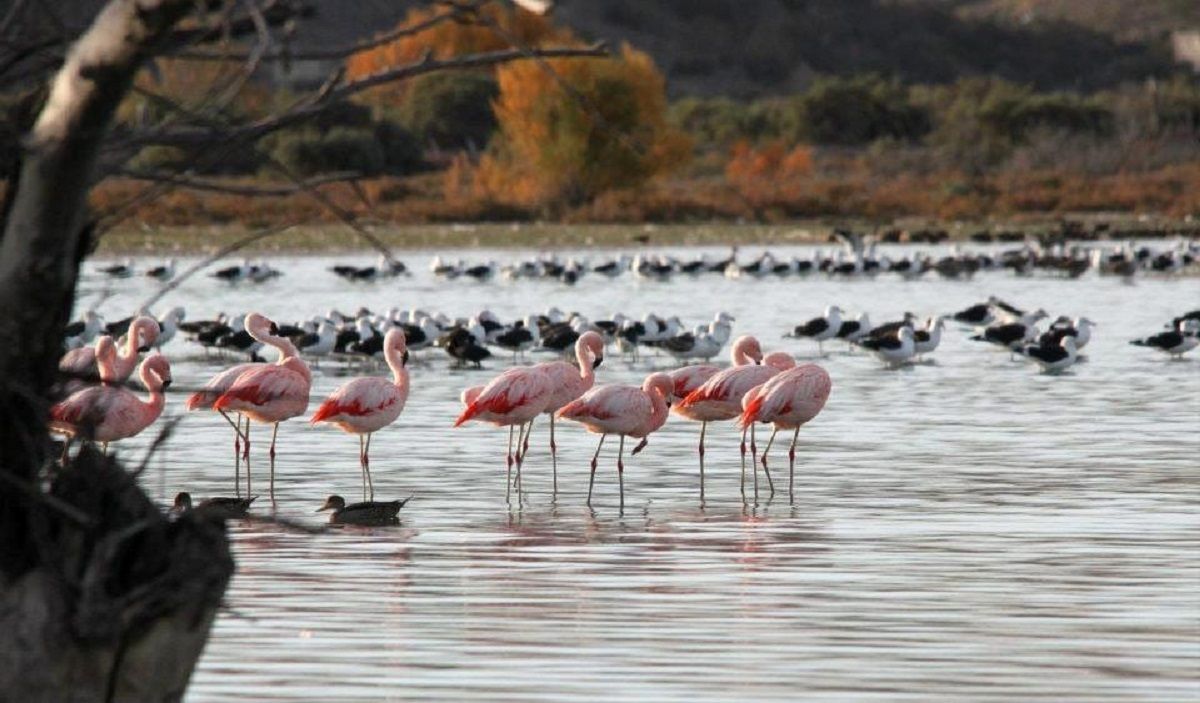 Trelew posee una gran variedad de aves en su ecosistema.