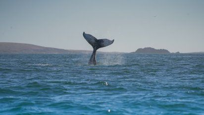 Descubre este escenario natural único de Chubut en donde podrás ver 4 especies de ballenas