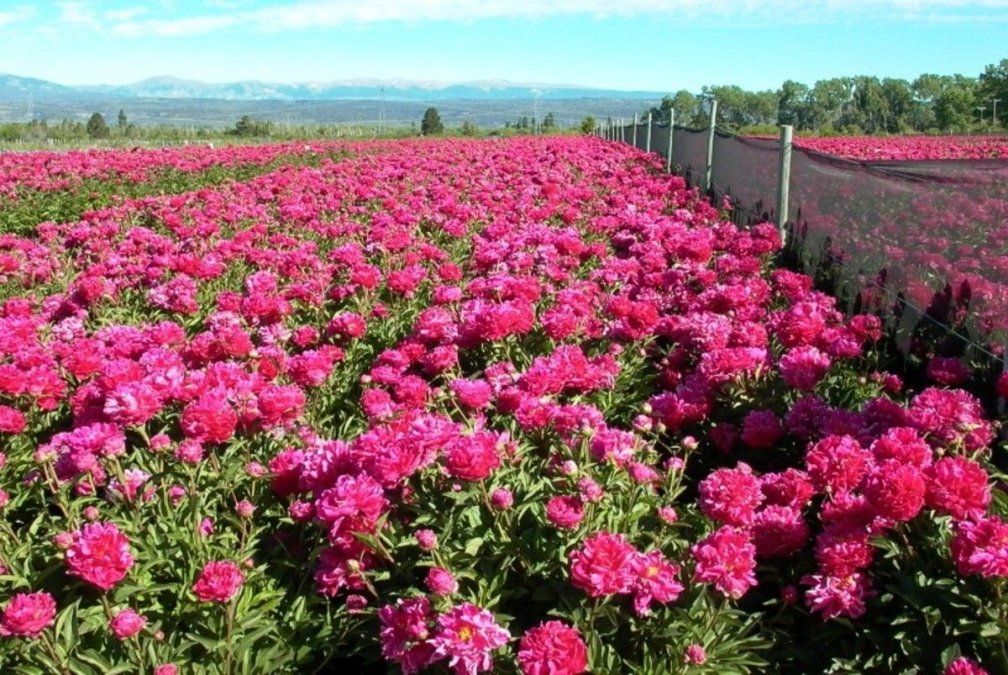 El circuito de peonias en un nuevo atractivo de Chubut. El circuito de peonias en un nuevo atractivo de Chubut.