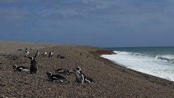La pingüinera de la estancia El Pedral es la más cercana a Puerto Madryn.