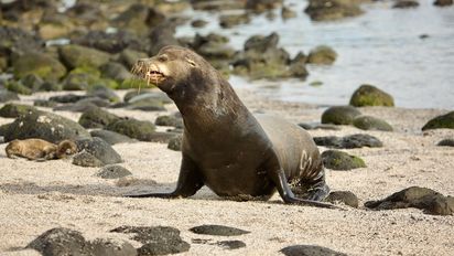 Galápagos: Disney Plus y TripAdvisor colocan al parque nacional en el mapa mundial
