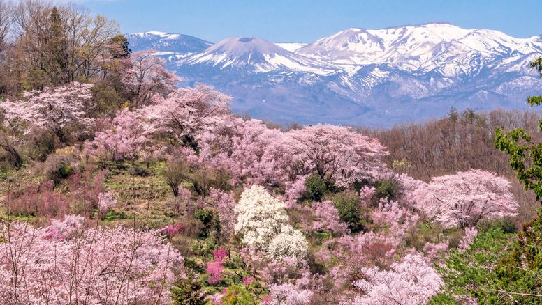 Parque de Hanamiyama en Fukushima (Japón)