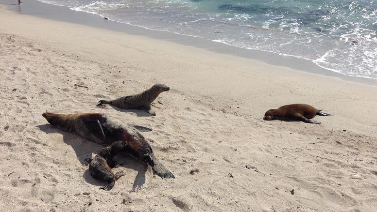 Playa El Oro, en San Cristóbal, es una de las playas de Galápagos donde el acceso al mar está restringido.&nbsp;