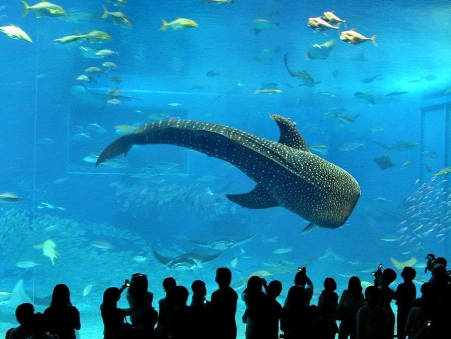 El acuario ubicado en Turquía es uno de los más grandes de Europa