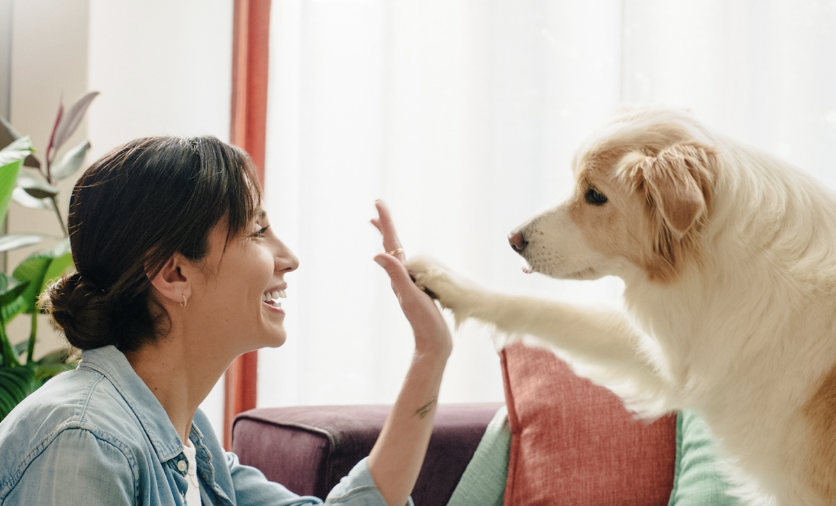 Vueling transportó a más de 57.000 mascotas en sus vuelos en lo que va de 2025.