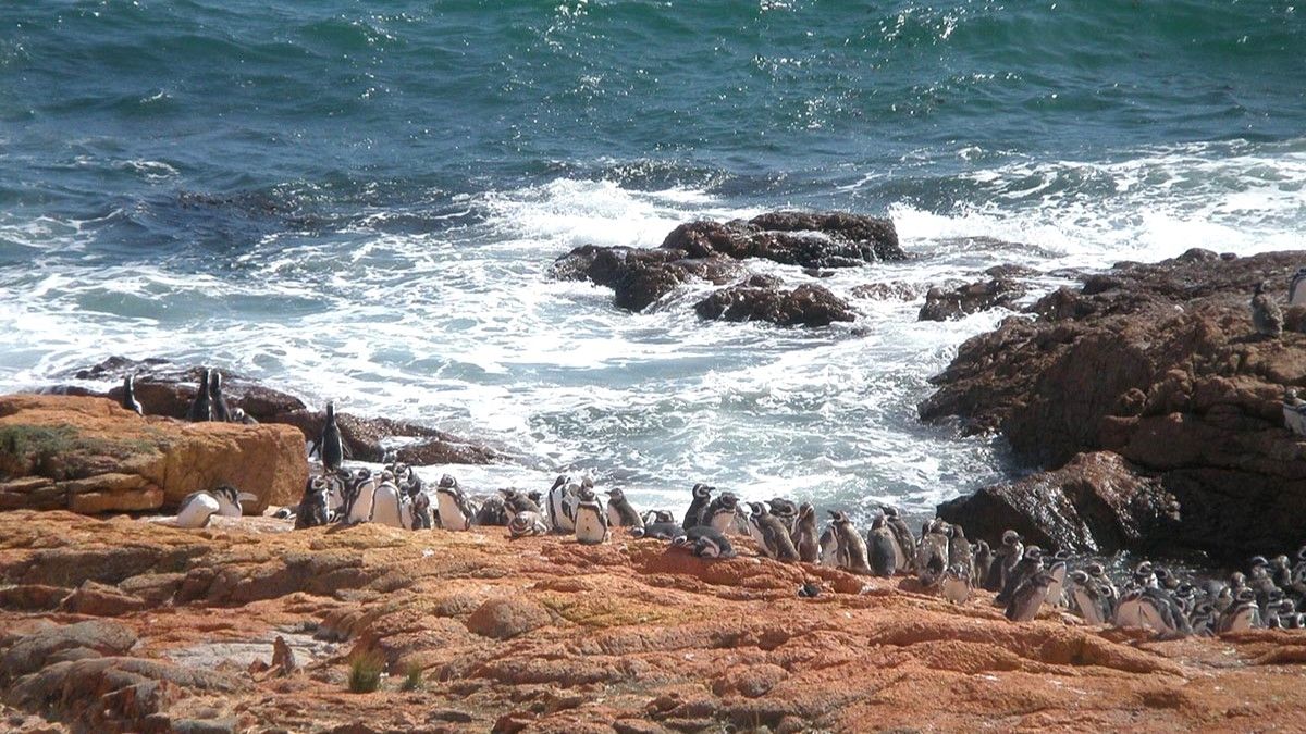 Patagonia: el Cabo dos Bahías alberga una increíble reserva de pingüinos en las costas de Chubut.