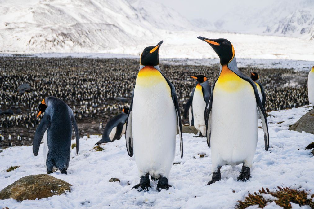 Silversea ofrece avistamiento de pinguinos durante los cruceros por Ant&aacute;rtida.