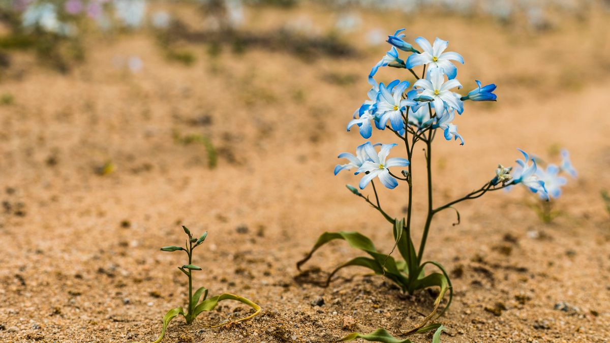 Miles de visitantes llegan cada primavera al Parque Nacional Desierto Florido, atraídos por este fenómeno natural único en el mundo.