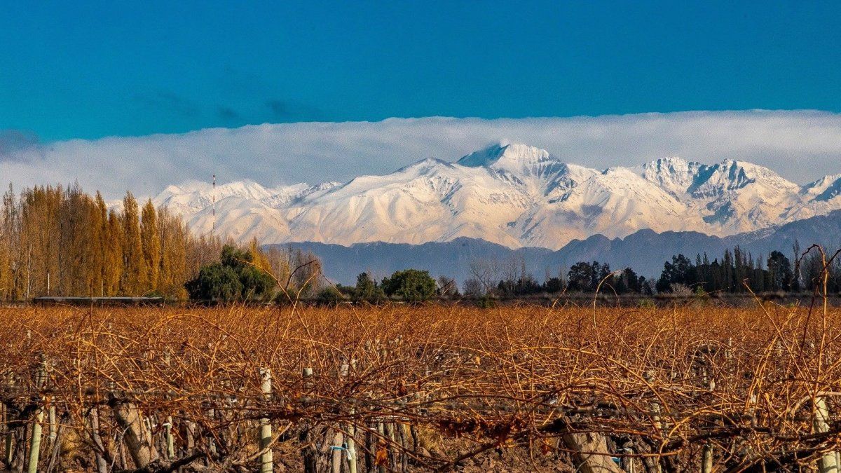 Vacaciones de invierno en Mendoza: Maipú se suma al “turismo con propósito”, una tendencia que crece año a año a nivel global.