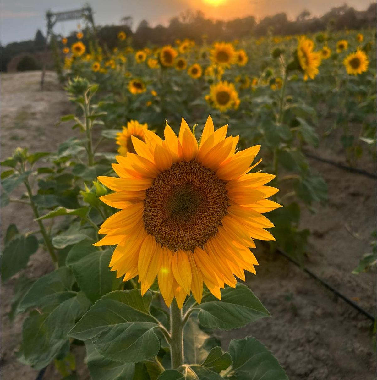 Enamórate de los paisajes llenos de girasoles en Satum, Tlaxcala