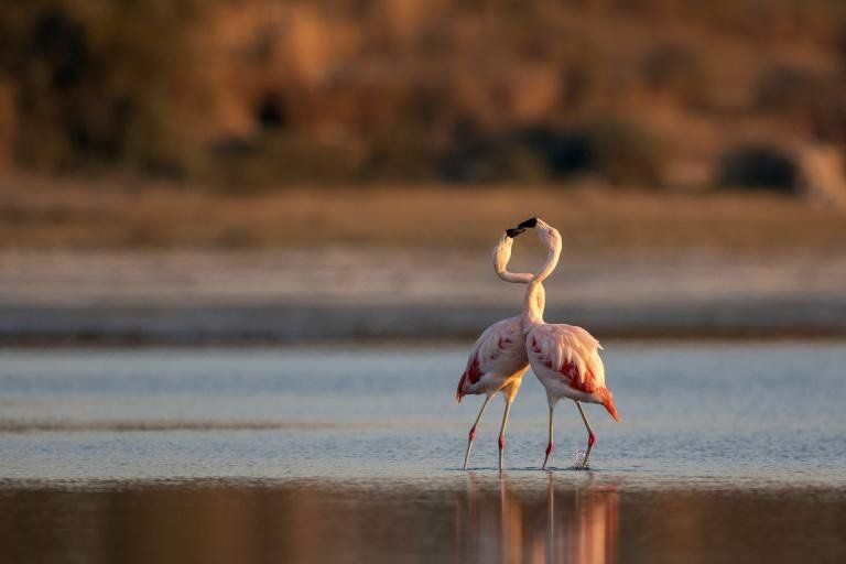 En Ansenuza están tres de las seis especies que existen en el mundo: el flamenco austral, la parina grande y la parina chica.
