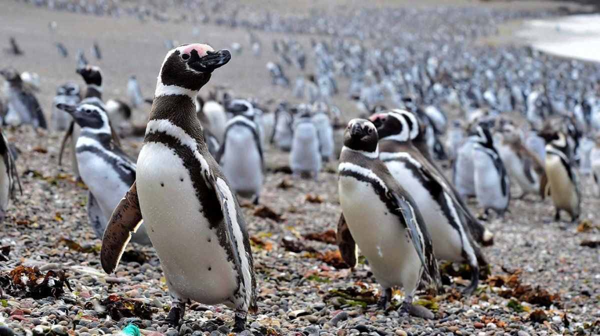 Punta Tombo es uno de los lugares más bellos de Trelew.