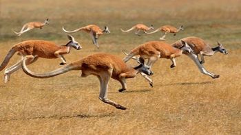 Conoce a estos 5 asosmbrosos animales que viven en Australia.