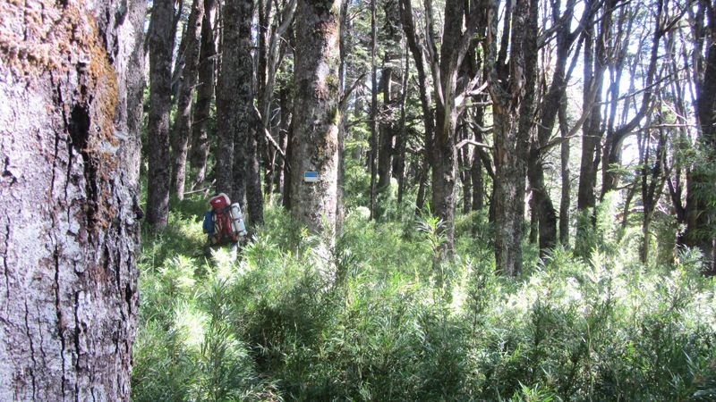 En medio del reinado de los árboles se distingue un caminante y la señal de Huella Andina que marca el sendero.