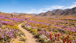 Travelaway anunció un programa de tres días para descubrir el Desierto Florido a partir de septiembre de 2026.