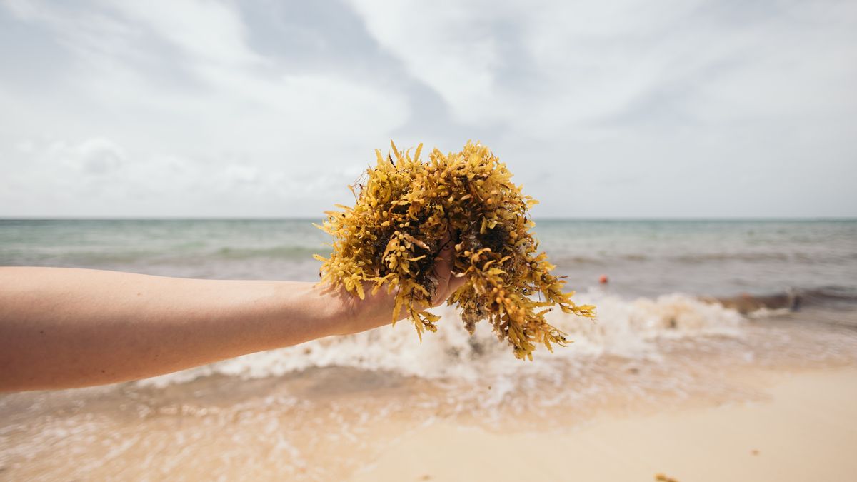 En medio del esplendor del Caribe, el sargazo se extiende como una alfombra marrón que cambia el paisaje y desafía al turismo.