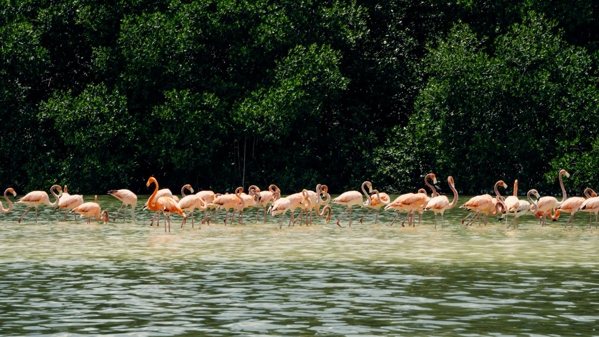 Enclavada en las bellas costas del Golfo de México encontrarás la Reserva de la Biósfera de Celestún. Enclavada en las bellas costas del Golfo de México encontrarás la Reserva de la Biósfera de Celestún.