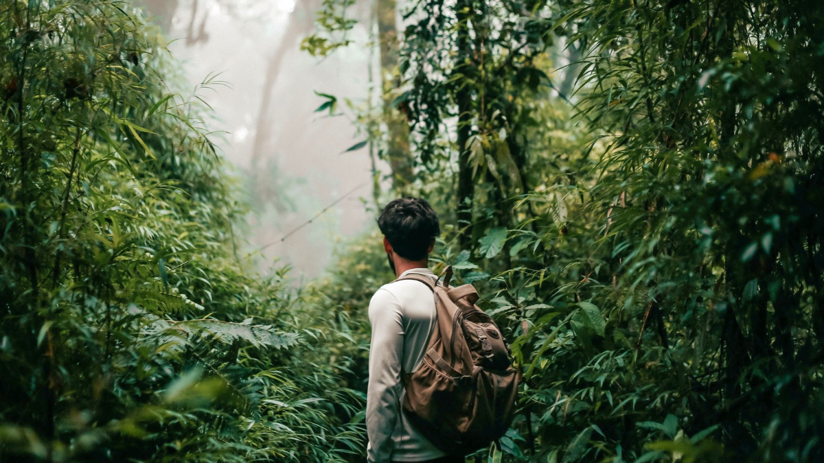 Atrévete a explorar la selva del Amazonas en Brasil.