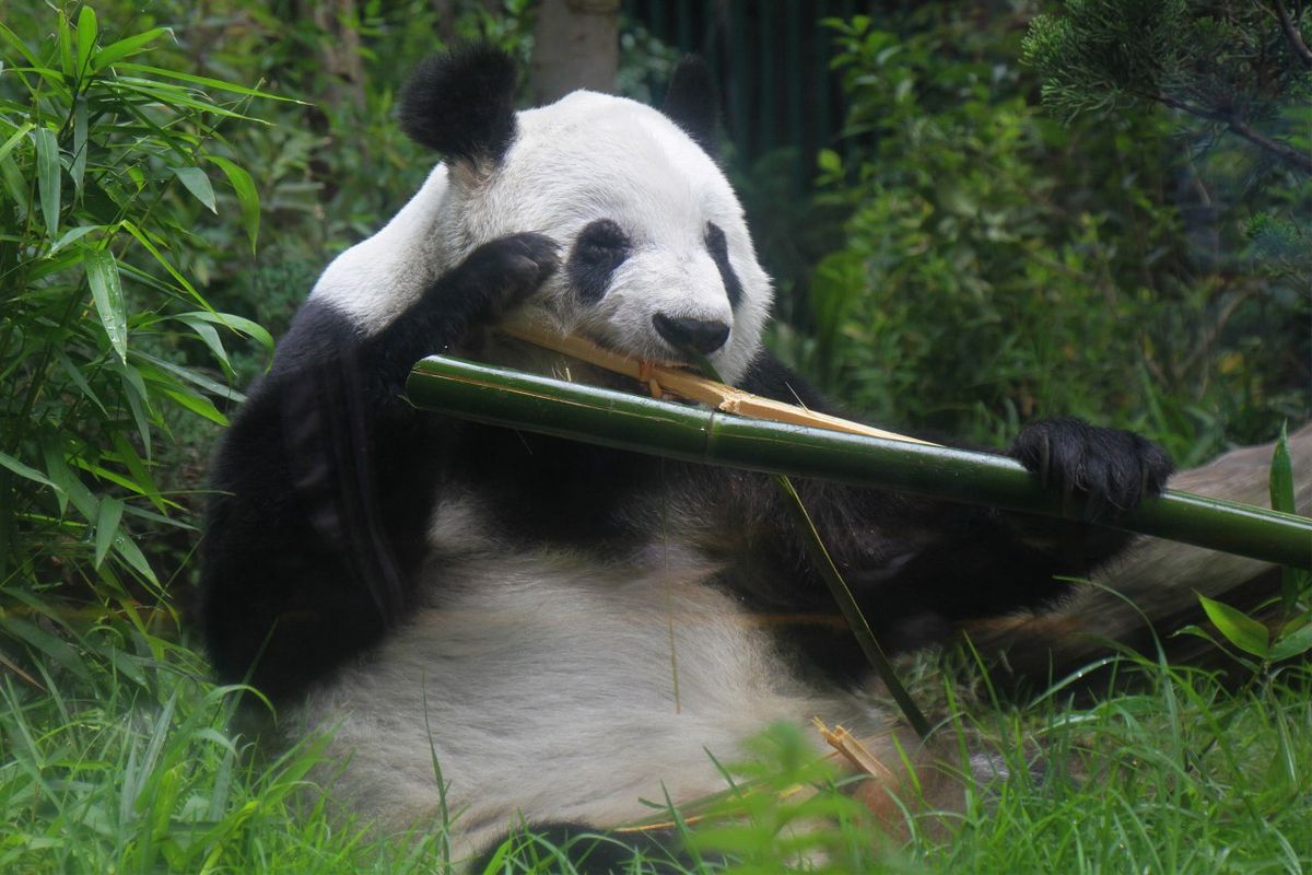 Visita alguno de los zoológicos de CDMX los cuales son una opción para estas vacaciones de invierno.